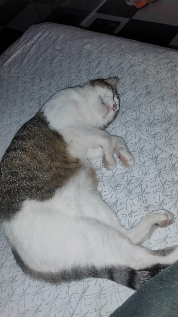Gato ra a SRD-ViraLata idade 6 ou mais anos nome NINO