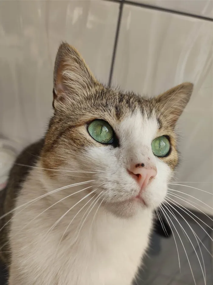 Gato ra a SRD-ViraLata idade 6 ou mais anos nome NINO