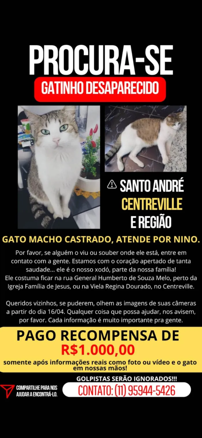Gato ra a SRD-ViraLata idade 6 ou mais anos nome NINO
