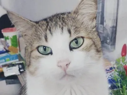 Gato raça SRD-ViraLata idade 6 ou mais anos nome NINO