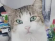 NINO