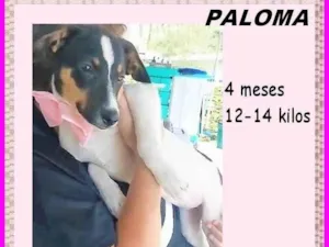 Cachorro raça SRD-ViraLata idade 2 a 6 meses nome Paloma