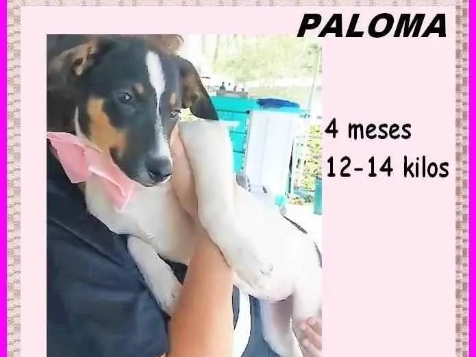 Cachorro ra a SRD-ViraLata idade 2 a 6 meses nome Paloma