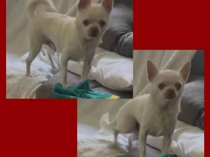 Cachorro ra a Pinscher idade 4 anos nome Billy