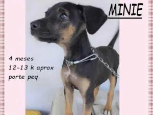 Cachorro raça SRD-ViraLata idade 2 a 6 meses nome Minie