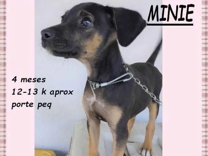 Cachorro ra a SRD-ViraLata idade 2 a 6 meses nome Minie
