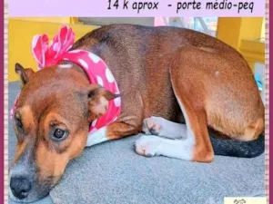 Cachorro raça SRD-ViraLata idade 1 ano nome Rebeca