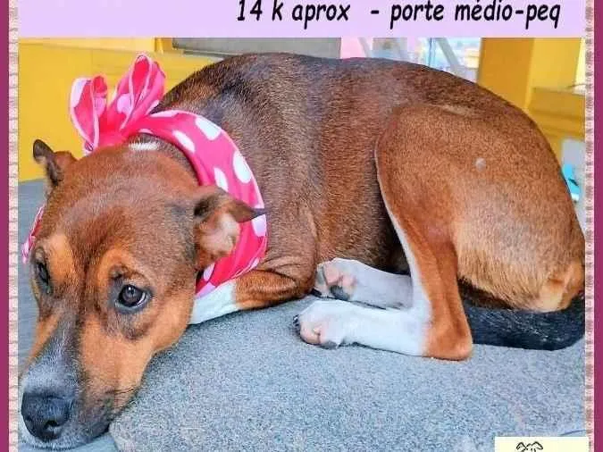 Cachorro ra a SRD-ViraLata idade 1 ano nome Rebeca