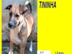 Cachorro raça SRD-ViraLata idade 1 ano nome Tininha