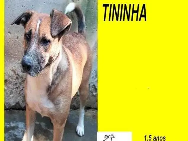 Cachorro ra a SRD-ViraLata idade 1 ano nome Tininha