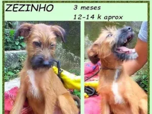 Cachorro raça SRD-ViraLata idade 2 a 6 meses nome Zezinho