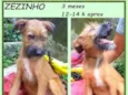 Zezinho