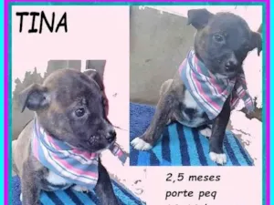Cachorro raça SRD-ViraLata idade 2 a 6 meses nome Tina