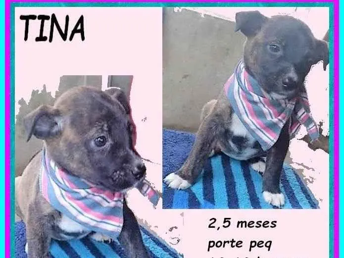 Cachorro ra a SRD-ViraLata idade 2 a 6 meses nome Tina