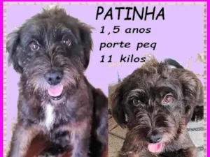 Cachorro raça SRD-ViraLata idade 1 ano nome Patinha