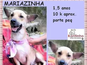 Cachorro raça SRD-ViraLata idade 1 ano nome Mariazinha