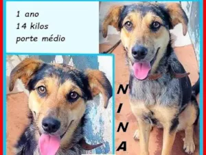 Cachorro raça SRD-ViraLata idade 1 ano nome Nina