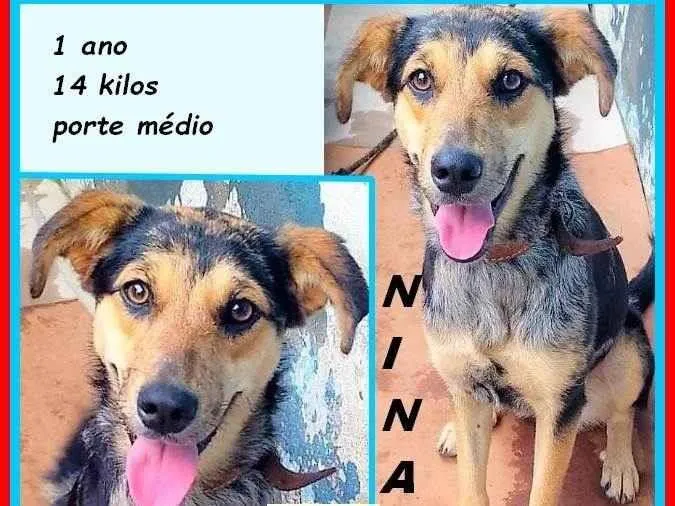 Cachorro ra a SRD-ViraLata idade 1 ano nome Nina