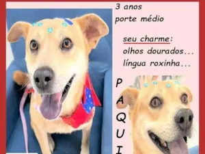 Cachorro raça SRD-ViraLata idade 3 anos nome Paquita