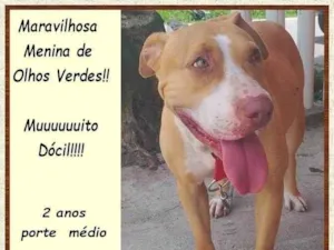 Cachorro raça SRD-ViraLata idade 2 anos nome Maya