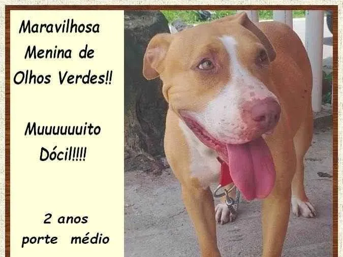Cachorro ra a SRD-ViraLata idade 2 anos nome Maya
