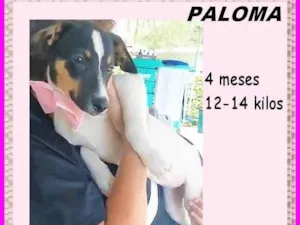 Cachorro raça SRD-ViraLata idade 7 a 11 meses nome Marion