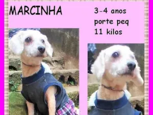 Cachorro raça SRD-ViraLata idade 3 anos nome Marcinha