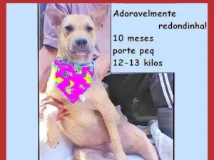 Cachorro raça SRD-ViraLata idade 7 a 11 meses nome Bolota