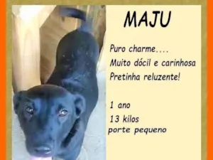 Cachorro raça SRD-ViraLata idade 1 ano nome Maju