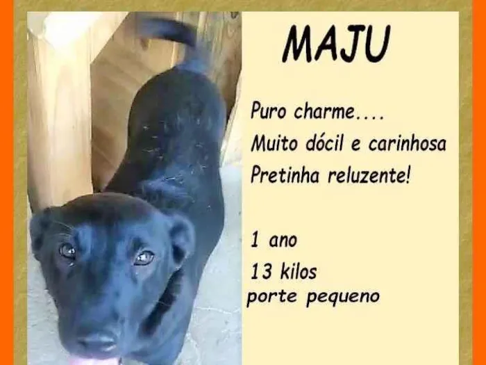 Cachorro ra a SRD-ViraLata idade 1 ano nome Maju
