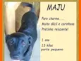 Maju