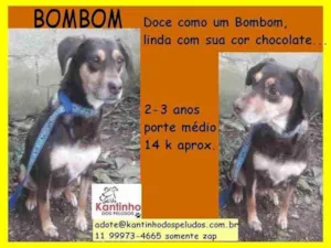 Cachorro raça SRD-ViraLata idade 2 anos nome Bombom