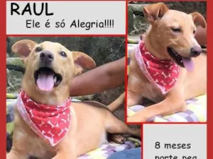 Cachorro raça SRD-ViraLata idade 7 a 11 meses nome Raul