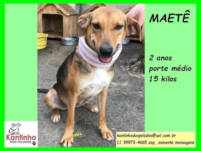 Cachorro ra a SRD-ViraLata idade 2 anos nome Maetê