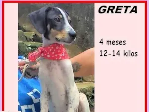 Cachorro raça SRD-ViraLata idade 2 a 6 meses nome Greta