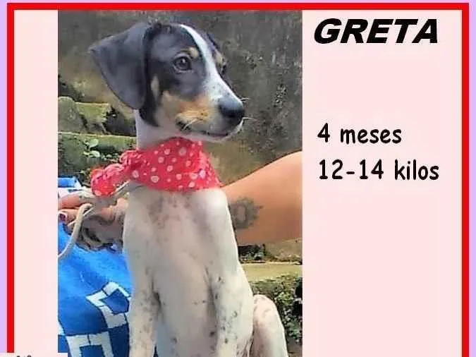 Cachorro ra a SRD-ViraLata idade 2 a 6 meses nome Greta