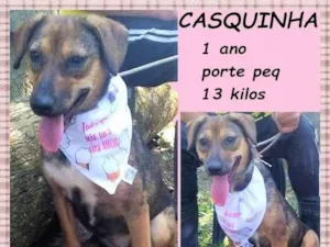 Cachorro raça SRD-ViraLata idade 1 ano nome Casquinha