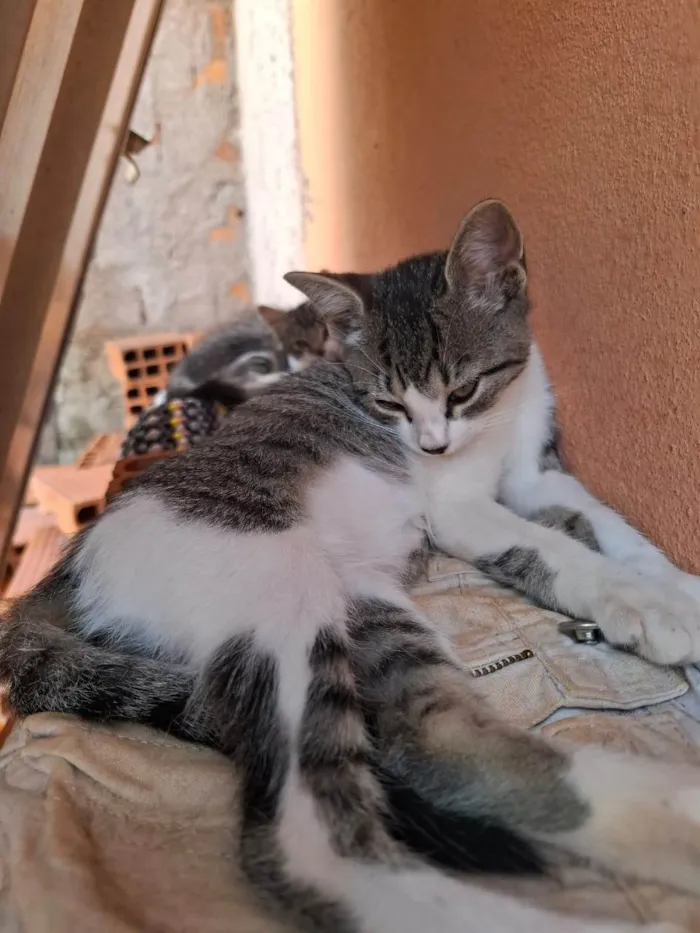 Gato ra a SRD-ViraLata idade 2 a 6 meses nome Gatas para adoção 
