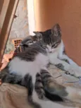 Gatas para adoção