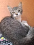 Gatas para adoção