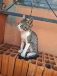 Gatas para adoção