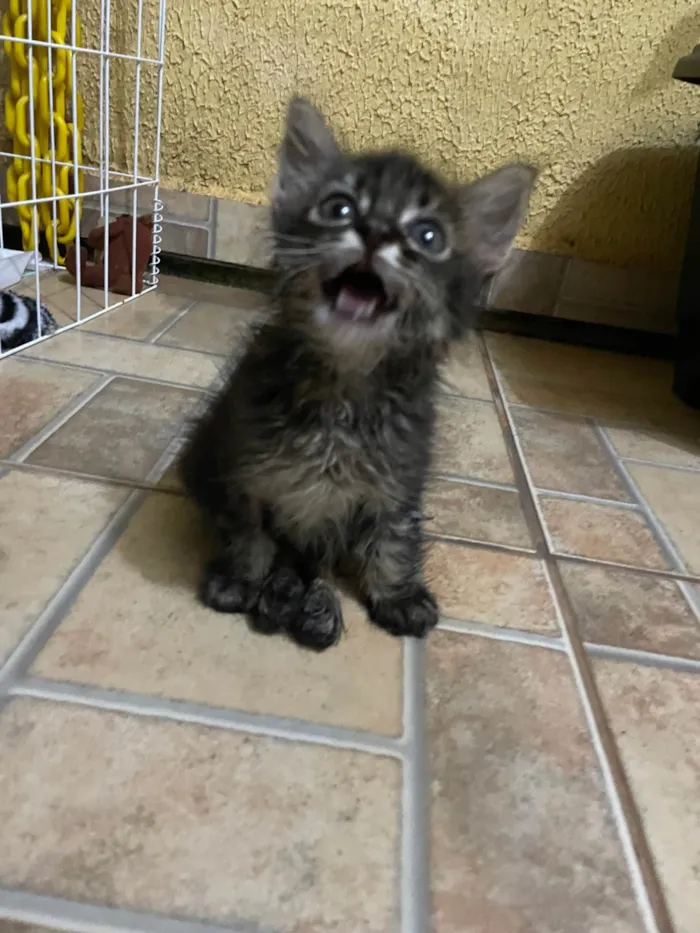 Gato ra a SRD-ViraLata idade Abaixo de 2 meses nome Mimi