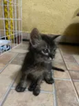 Mimi