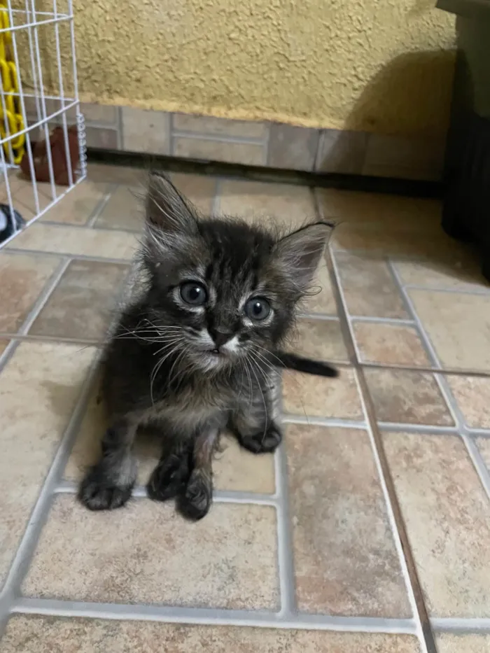 Gato ra a SRD-ViraLata idade Abaixo de 2 meses nome Mimi