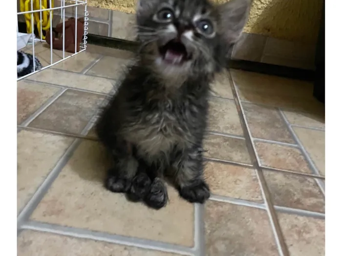 Gato ra a SRD-ViraLata idade Abaixo de 2 meses nome Mimi