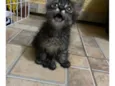 Mimi