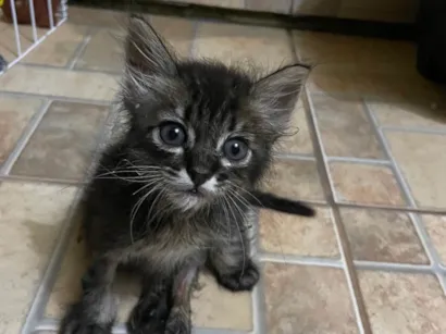 Gato raça SRD-ViraLata idade Abaixo de 2 meses nome Mimi