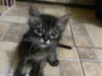 Mimi