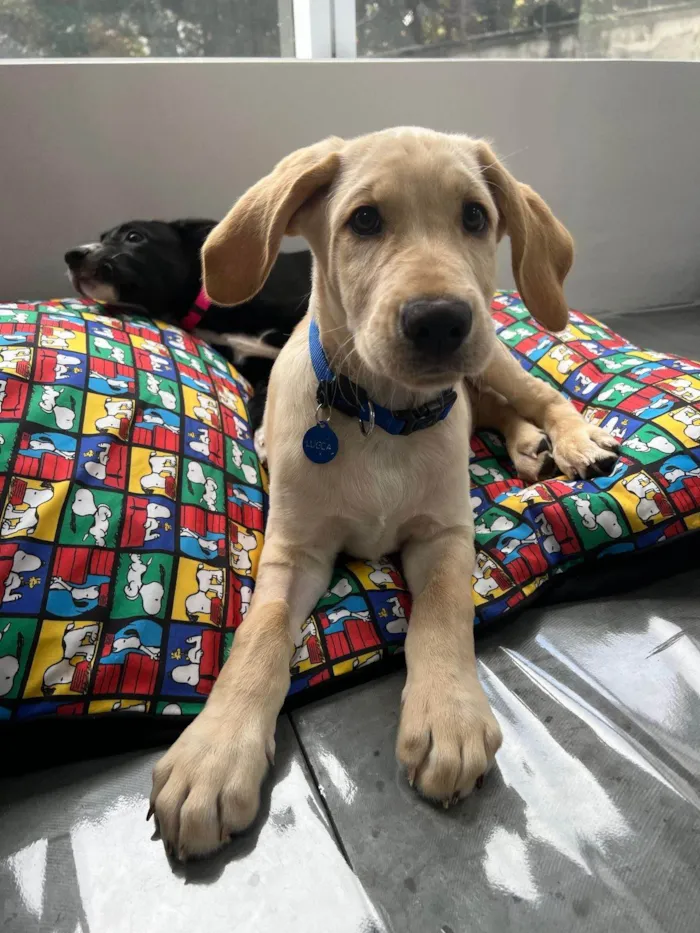 Cachorro ra a SRD-ViraLata idade 2 a 6 meses nome Lucca 