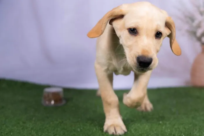 Cachorro ra a SRD-ViraLata idade 2 a 6 meses nome Lucca 